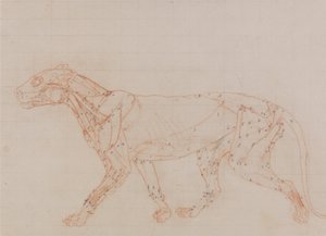 En sammenlignende anatomisk fremstilling af menneskekroppens struktur med en tiger og en almindelig høne:  Tigerkrop, set fra siden (studie af de muskler, der er blotlagt i dissektionens tredje fase) af George Stubbs
