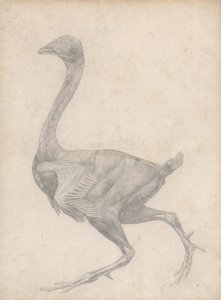 En sammenlignende anatomisk fremstilling af menneskekroppens struktur med en tiger og en almindelig høne: Høne, set fra siden, med hud og underliggende fascielag fjernet (færdigt studie til tabel XV) af George Stubbs