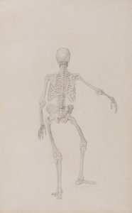 En sammenlignende anatomisk fremstilling af menneskekroppens struktur med en tiger og en almindelig høne: Menneskeligt skelet, set bagfra (højre arm udstrakt; færdigt studie til en upubliceret tabel) af George Stubbs