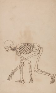 En sammenlignende anatomisk fremstilling af menneskekroppens struktur med tigerens og den almindelige hønsefugls: Menneskets skelet, set fra siden af George Stubbs