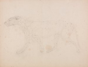 En sammenlignende anatomisk fremstilling af menneskekroppens struktur med tigerens og en almindelig hønsefugls: Tigerkrop, set fra siden (undersøgelse af musklerne til nøgletallet til tabel IX) af George Stubbs