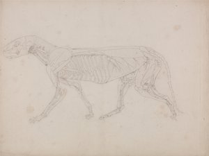 En sammenlignende anatomisk fremstilling af menneskekroppens struktur med tigerens og den almindelige hønsefugls: Tigerens krop, set fra siden af George Stubbs