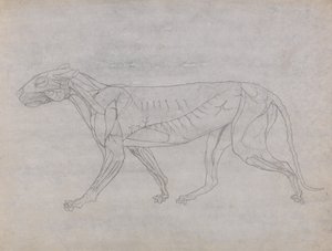 En sammenlignende anatomisk fremstilling af menneskekroppens struktur med tigerens og den almindelige hønsefugls: Tigerens krop, set fra siden af George Stubbs