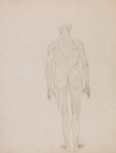 En sammenlignende anatomisk fremstilling af menneskekroppens struktur med en tiger og en almindelig høne: Menneskefigur, set bagfra (oversigtstegning til nøglefigur til tabel XII) af George Stubbs