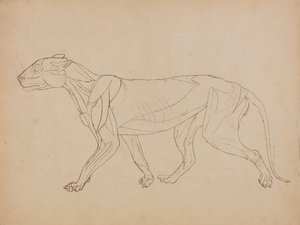 En sammenlignende anatomisk fremstilling af menneskekroppens struktur med en tiger og en almindelig hønsefugl:  Tigerkrop, set fra siden (formentlig lavet som grundlag for en nøglefigur) af George Stubbs