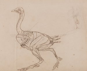 En sammenlignende anatomisk fremstilling af menneskekroppens struktur med en tiger og en almindelig høne:  Dorking Hen Body, Lateral View (Skitsetegning af musklerne) af George Stubbs
