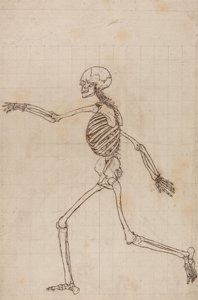 En sammenlignende anatomisk fremstilling af menneskekroppens struktur med tigerens og den almindelige hønsefugls: Menneskets skelet, set fra siden af George Stubbs