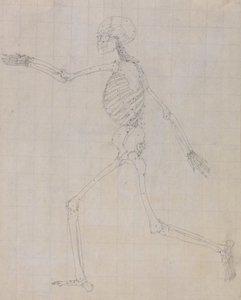 En sammenlignende anatomisk fremstilling af menneskekroppens struktur med tigerens og den almindelige hønsefugls: Menneskets skelet, set fra siden (skitse af skelettet til nøglefiguren til tabel III) af George Stubbs