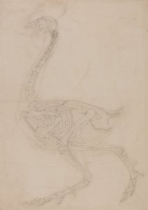 En sammenlignende anatomisk fremstilling af menneskekroppens struktur med tigerens og den almindelige hønsefugls:  Fugleskelet, set fra siden af George Stubbs