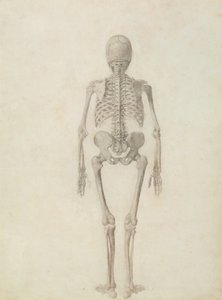 En sammenlignende anatomisk fremstilling af den menneskelige krops struktur med en tiger og en almindelig høns: menneskeskelet, bagfra af George Stubbs