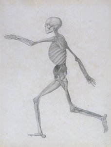 En sammenlignende anatomisk fremstilling af den menneskelige krops struktur med en tiger og en almindelig høns: menneskelig figur, sideværts, 1795-1806 af George Stubbs