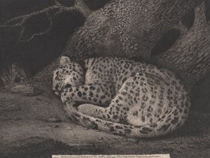 En sovende leopard, indgraveret af kunstneren, pub. 1791 (radering) af George Stubbs