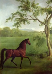 En arabisk hingst under et træ, ca. 1761-63 (olie på lærred) af George Stubbs