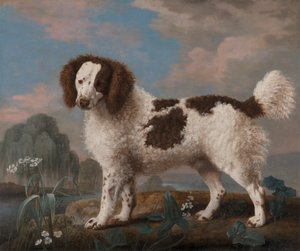 Brun og hvid Norfolk eller Water Spaniel af George Stubbs