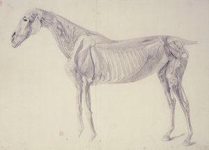 Diagram fra The Anatomy of the Horse af George Stubbs