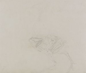 Dorking Hen Body, Lateral View, fra en sammenlignende anatomisk fremstilling af den menneskelige krops struktur med en tiger og en almindelig høns, 1795-1806 (grafit på tyndt vævet papir) af George Stubbs