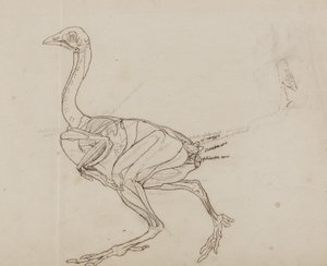 Dorking Hen Body, Lateral View, fra 