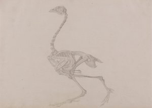 Dorking Hen Skeleton, Lateral View (Færdig undersøgelse for en upubliceret tabel) af George Stubbs