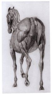 Rygsyn af muskelstrukturen af en progressivt dissekeret hest, undersøgelse nr. 7 fra The Anatomy of the Horse, 1766 af George Stubbs