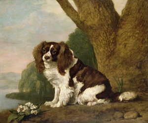 Fanny, en brun og hvid spaniel