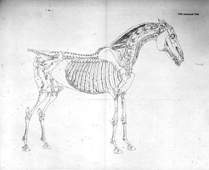 Femte anatomiske tabel, fra 
