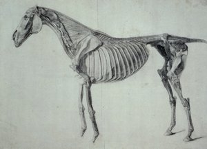 Afsluttet undersøgelse for det femte anatomiske bord af en hest (grafit på papir) af George Stubbs