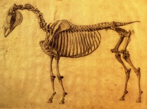 Færdigstudium til det første skeletbord af en hest, ca. 1766 (grafit på papir) af George Stubbs