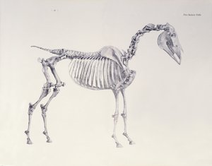 Første skeletbord, fra 