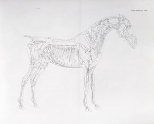 Fjerde anatomiske tabel, fra 
