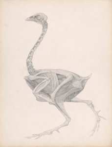 Fowl Body, Lateral View (Højt afsluttet undersøgelse for en upubliceret tabel; viser sidste fase i dissektionen) af George Stubbs