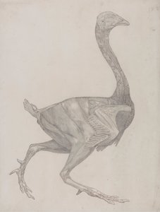 Hønsekrop, set fra siden (sandsynligvis forberedt til overførsel til pladen til gravering af tabel XV) af George Stubbs