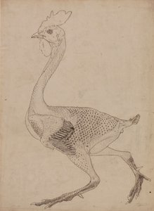 Hønsekrop, sideværts (undersøgelse for nøgletal til tabel X) af George Stubbs