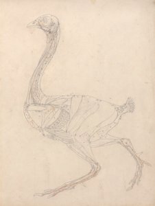 Hønsekrop, sideværts (undersøgelse af nøglefiguren til tabel XV) af George Stubbs
