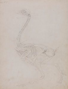 Hønsekrop, set fra siden af George Stubbs