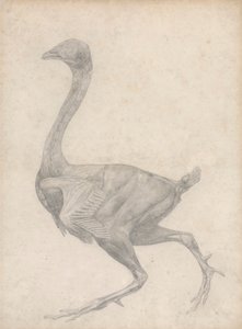 Høns, set fra siden, med hud og underliggende fasciallag fjernet (færdig undersøgelse for tabel XV) af George Stubbs