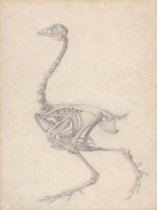 Fowl skelet, sideværts (færdig undersøgelse til tabel V) af George Stubbs