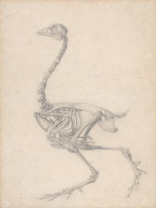 Fowl Skeleton, Lateral View (Færdig undersøgelse til tabel V) af George Stubbs