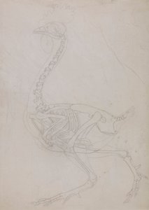 Fowl Skeleton, Lateral View (konturtegning) af George Stubbs