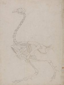 Fowl Skeleton, Lateral View (konturtegning af skelettet) af George Stubbs