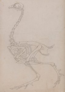 Fowl Skeleton, Lateral View (konturtegning af skelettet forberedt til nøglefiguren i tabel V) af George Stubbs