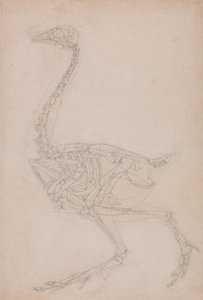Fowl Skelet, Lateral View (Sandsynligvis grundlæggende undersøgelse af proportionerne af Fowl Skelettet brugt til andre tegninger) af George Stubbs