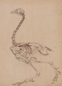 Fowl Skeleton, Lateral View (Undersøgelse af nøgletallet til tabel V) af George Stubbs