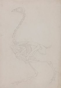 Fowl skelet, set fra siden af George Stubbs