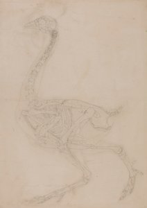 Fowl skelet, set fra siden af George Stubbs