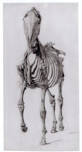 Set forfra af skelettet af en hest, studie nr. 10 fra The Anatomy of the Horse, 1766 af George Stubbs