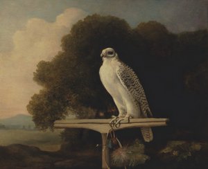 Grønlandsfalk, Gyrfalk, 1780. af George Stubbs