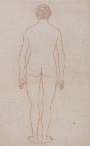 Menneskekrop, bagfra (konturtegning til tabel VII) af George Stubbs