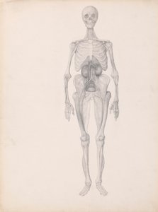 Menneskelig figur, forfra (færdig undersøgelse af sidste fase af dissektion) af George Stubbs