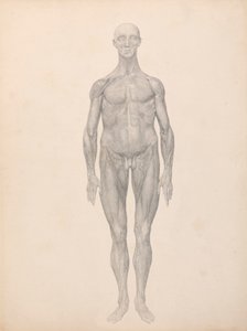 Menneskelig figur, forfra, hud og underliggende fasciallag fjernet (færdig undersøgelse for tabel XI) af George Stubbs