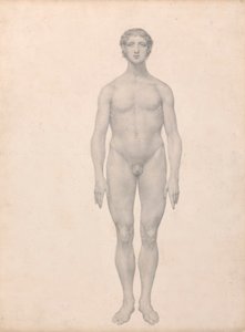 Menneskelig figur, set forfra, udissektioneret (færdig undersøgelse for tabel VI) af George Stubbs